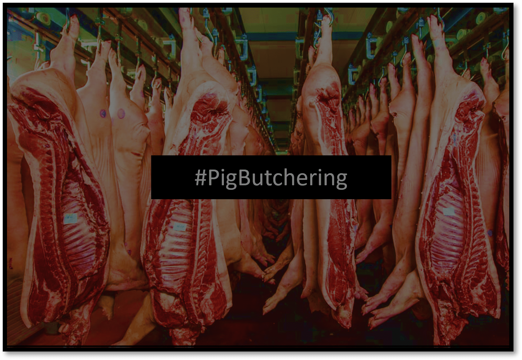 Pig Butchering with MetaTrader